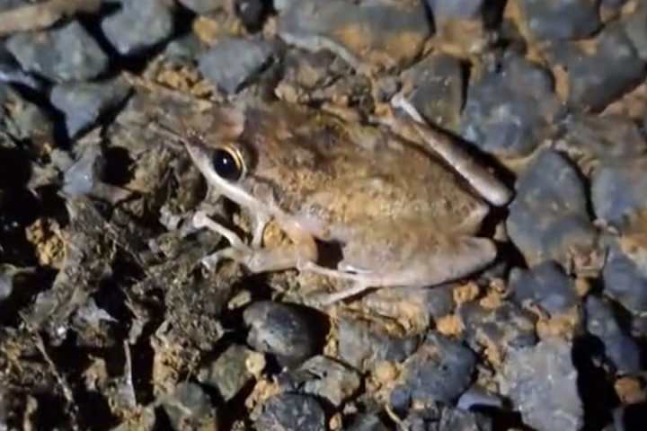 A brown frog sits on a gravel surface at night, illuminated by light.