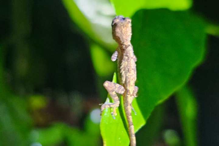 Small lizard clinging to a green leaf, with blurred green foliage in the background.