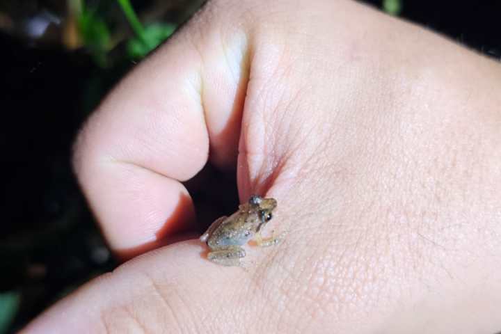 Tiny frog perched on a person's thumb near ferns at night.