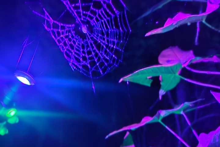 Spider web and leaves illuminated by purple and blue lights at night.